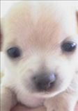 渡辺ブリーダーの画像