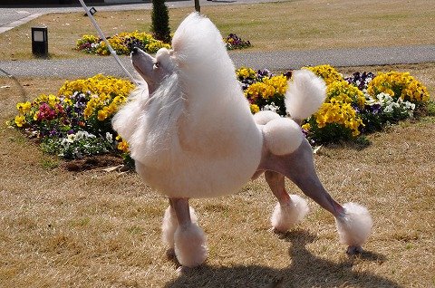 上原ブリーダーの画像
