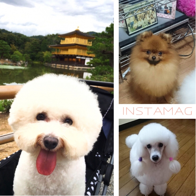 岡田ブリーダーの画像