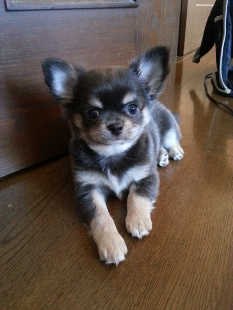 木下ブリーダーの画像