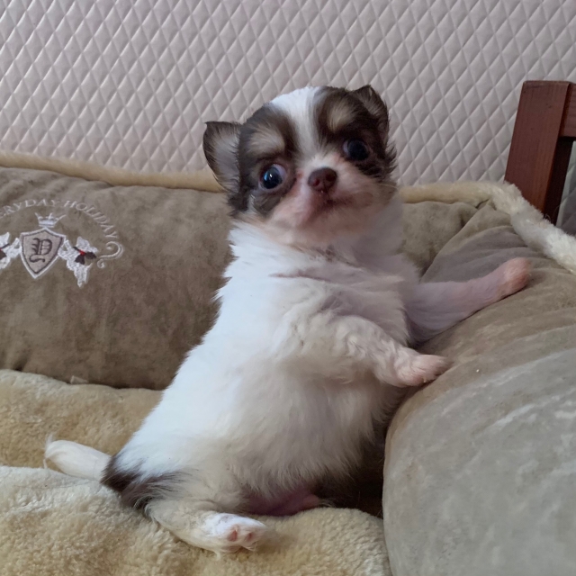 箭内ブリーダーの画像