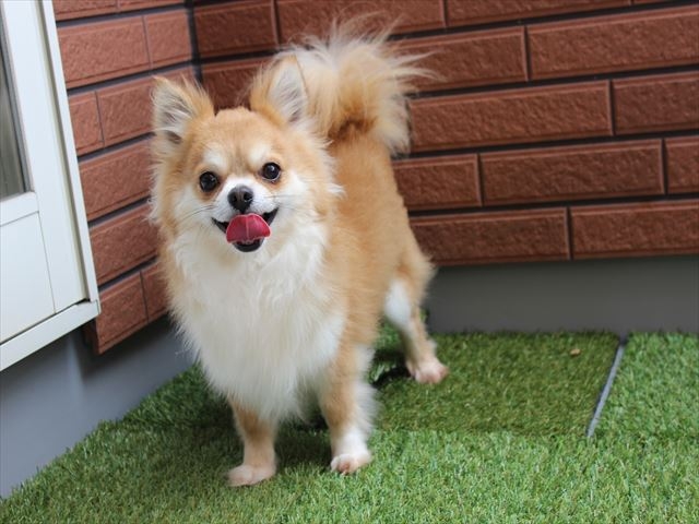 山本ブリーダーの画像