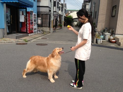 山下ブリーダーの画像