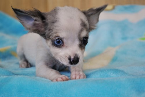 有名な チワワ 犬 オッドアイ サンセゴメ